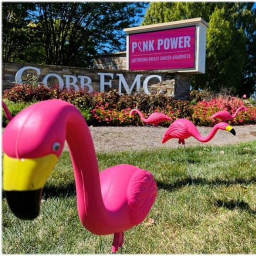 Pink flamingos in grass